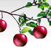Fresh Direct - Apple Picking